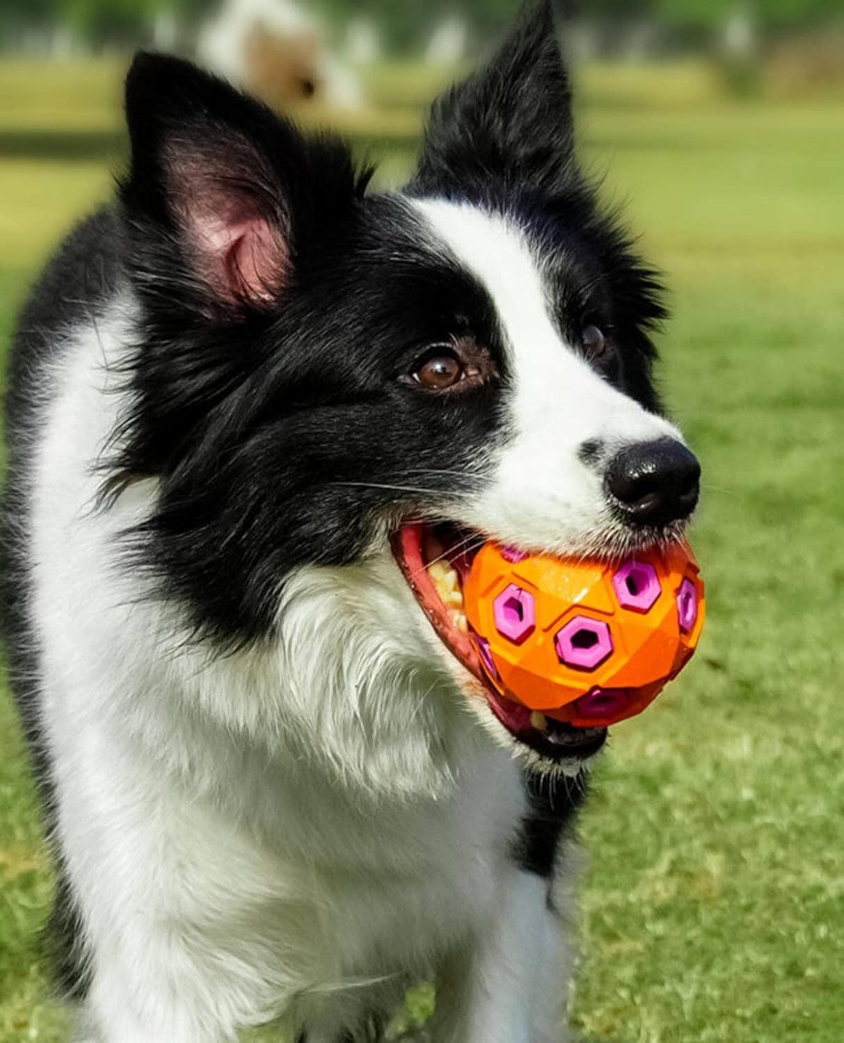 Juguete para perros resistente a las mordeduras, anticongestión, de rugby, para mascotas grandes, cachorros, sonido, limpieza de dientes, juguete para muelas